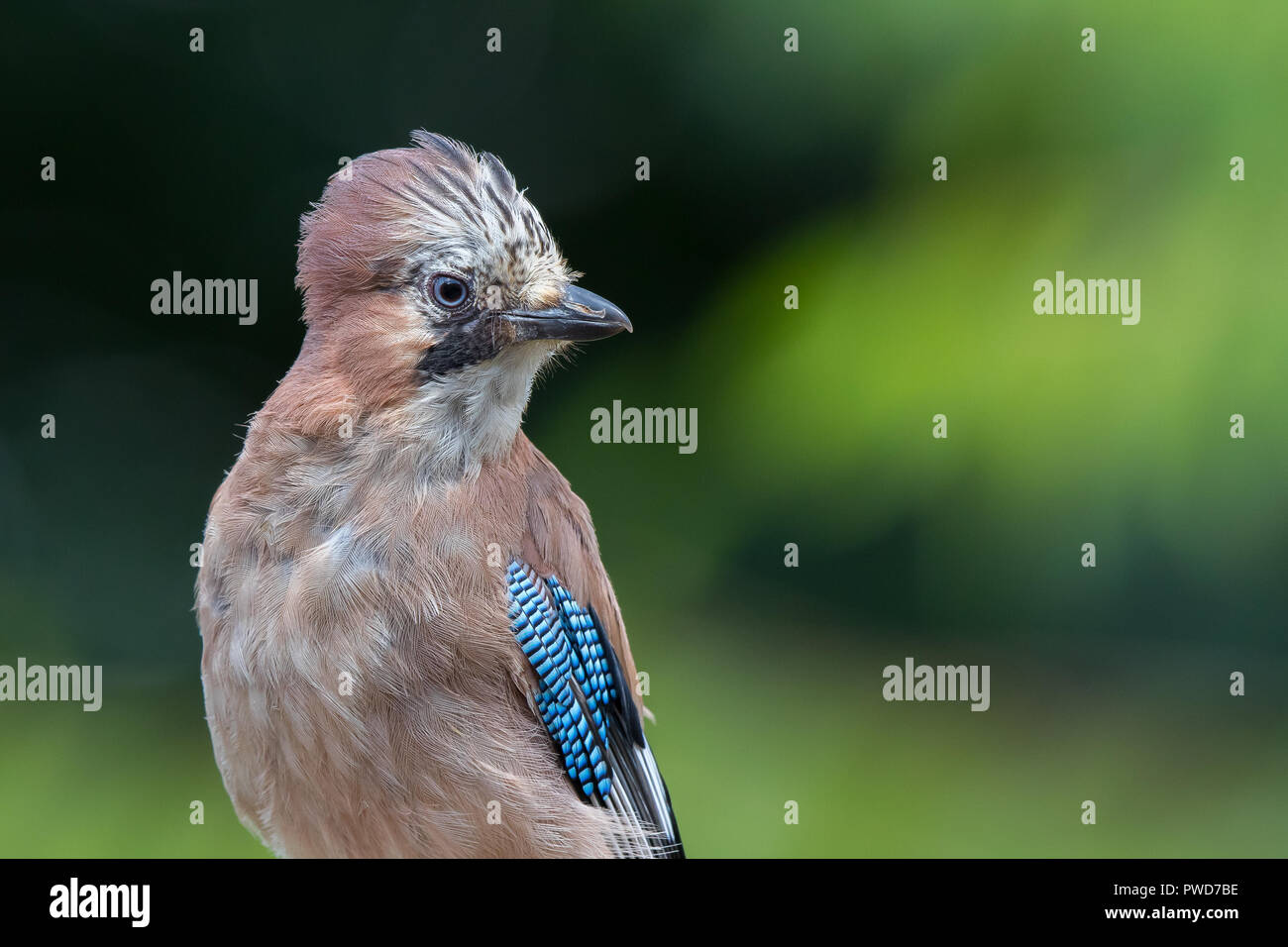 Close-up front view of wild UK juvenile jay bird (Garrulus glandarius) perching isolated outdoors, head turned looking right. Copy space. Stock Photo