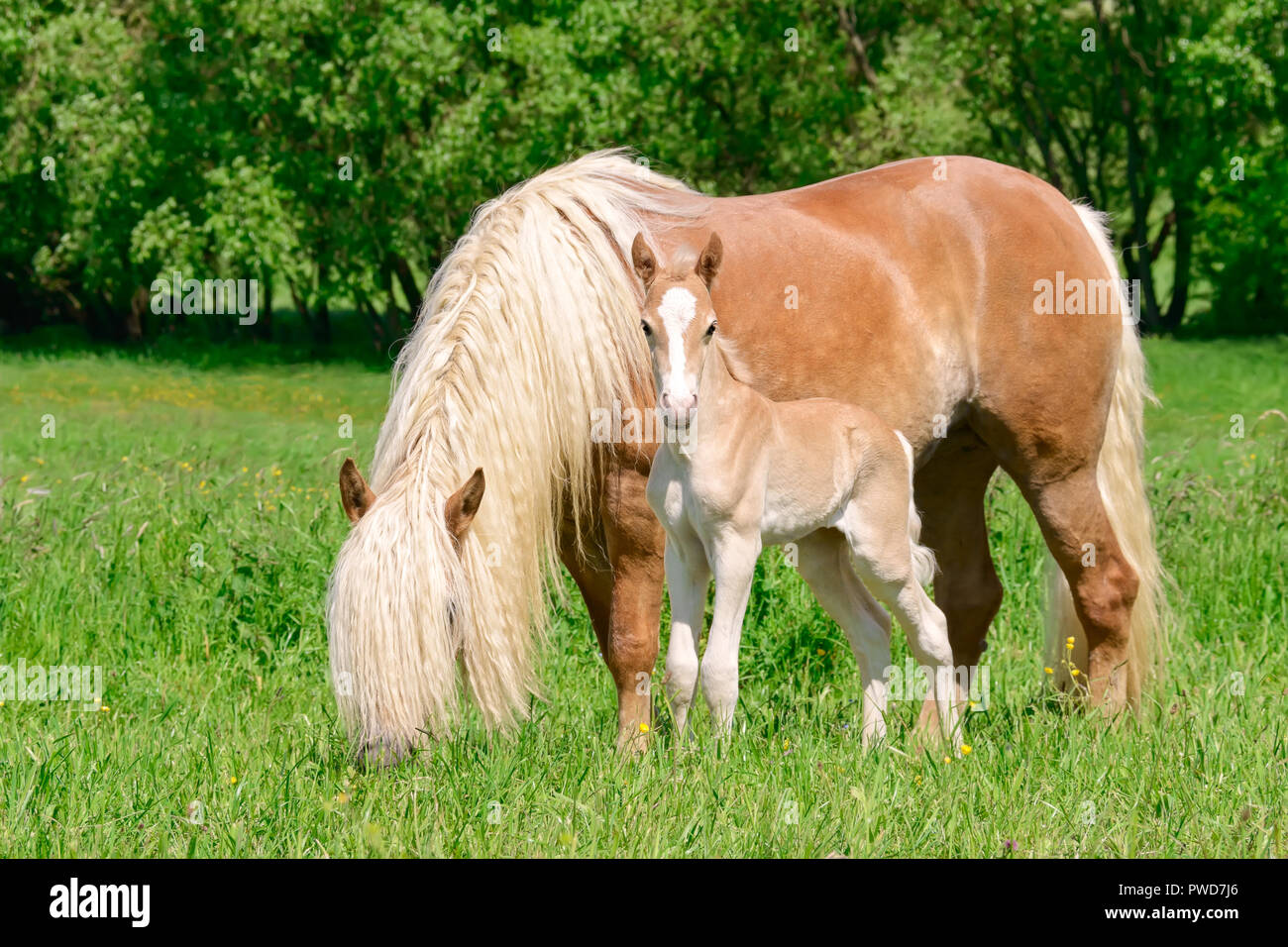 Haflinger horses, mare with a long flaxen mane and her cute foal standing close together in a green grass pasture Stock Photo