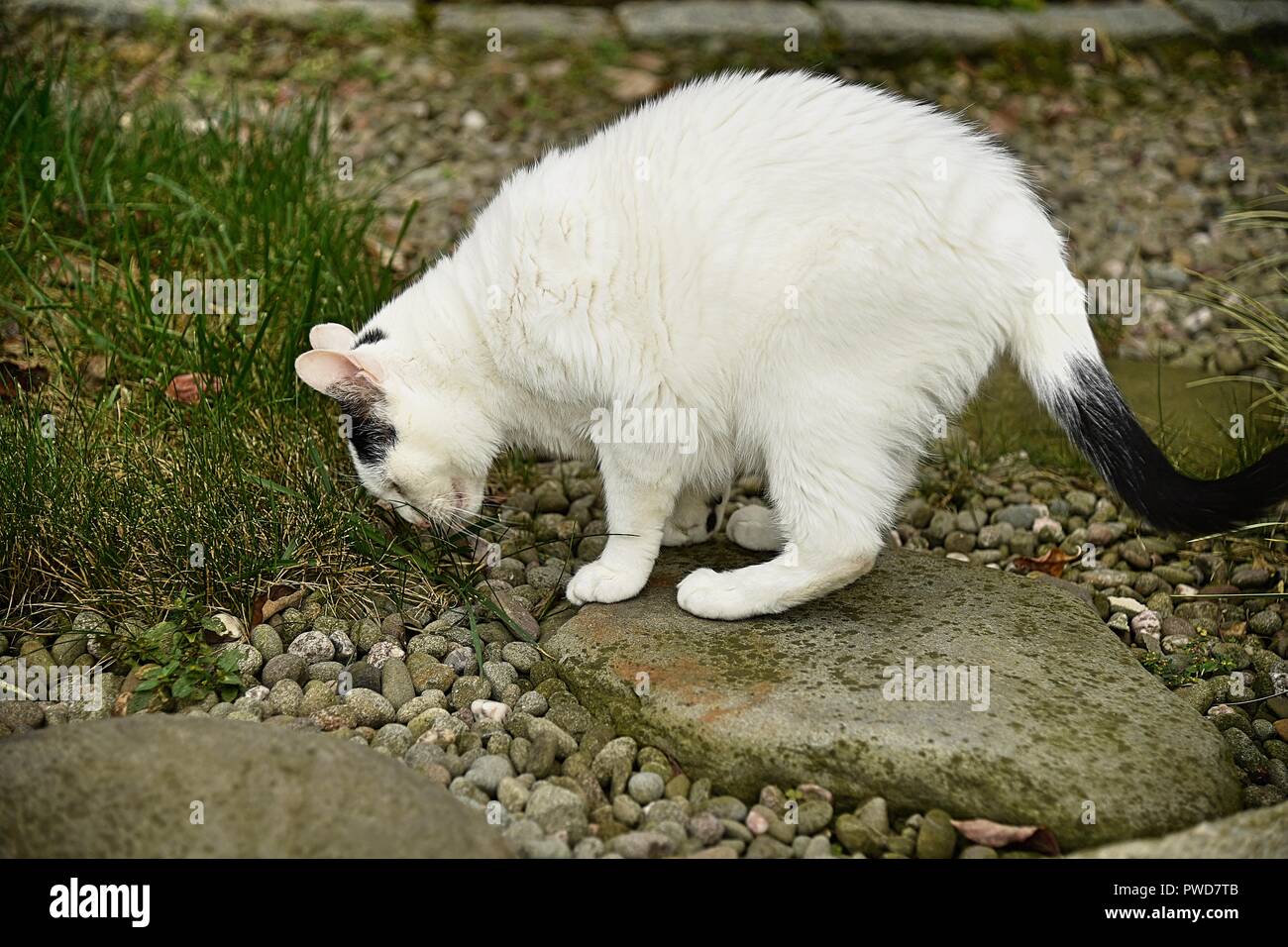 A white cat with black spots eats grass in the back yard Stock Photo