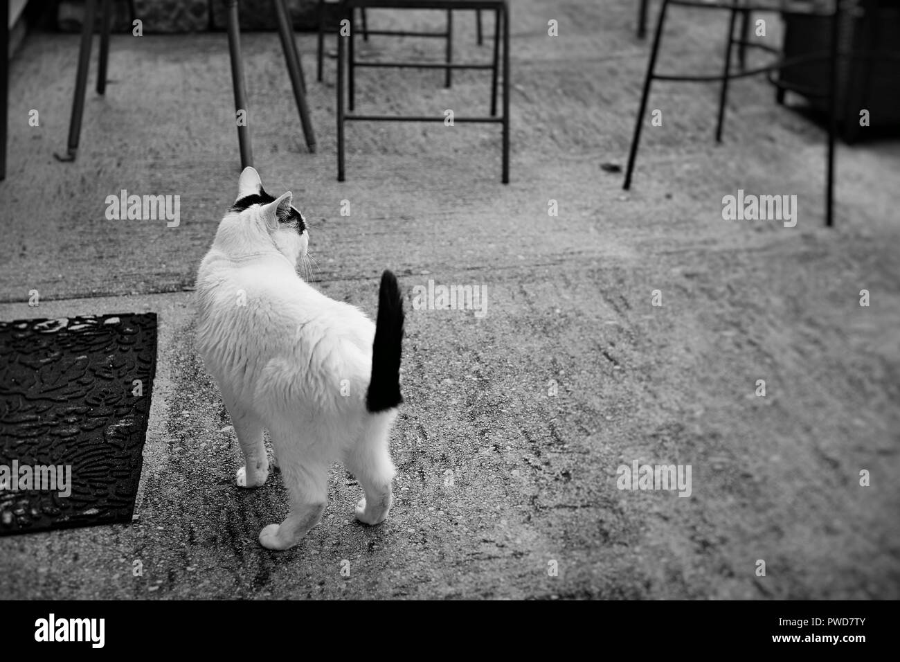 A white cat with black spots hangs out on the patio outside in black and white Stock Photo