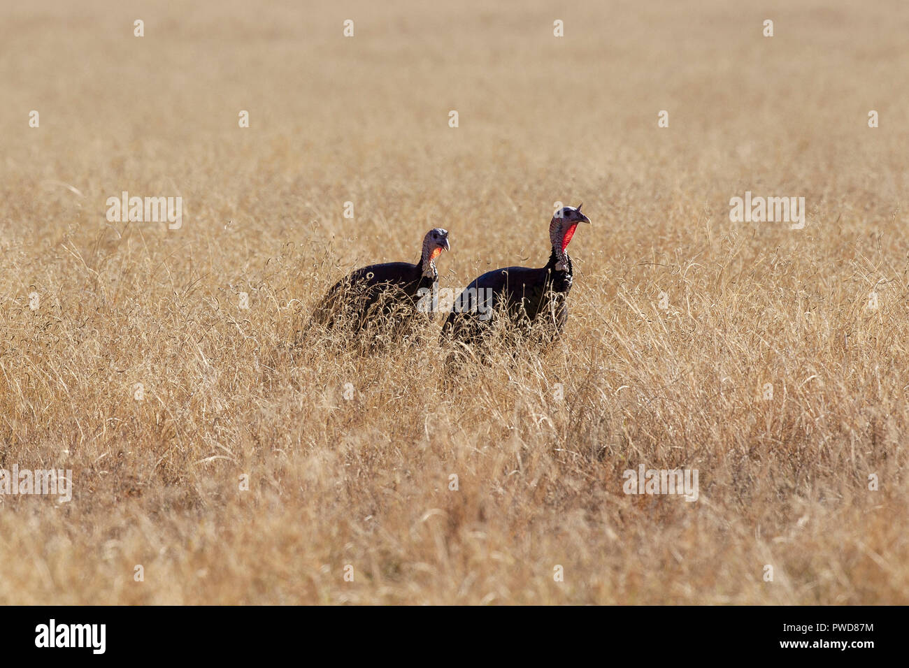 Wild turkeys in a field in the fall in Colorado. Stock Photo