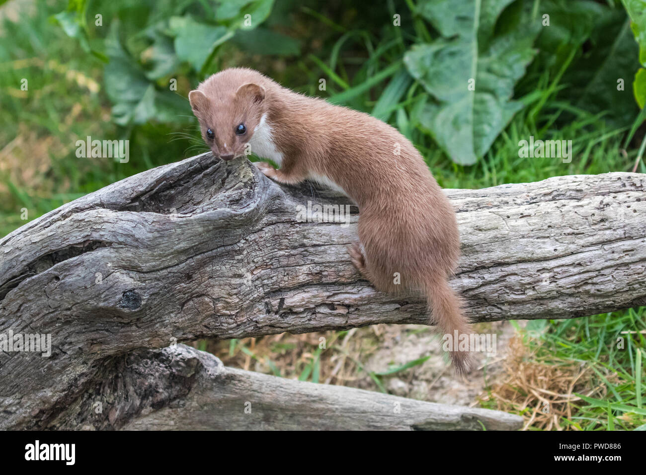Weasel or Least weasel (mustela nivalis) on a tree log Stock Photo