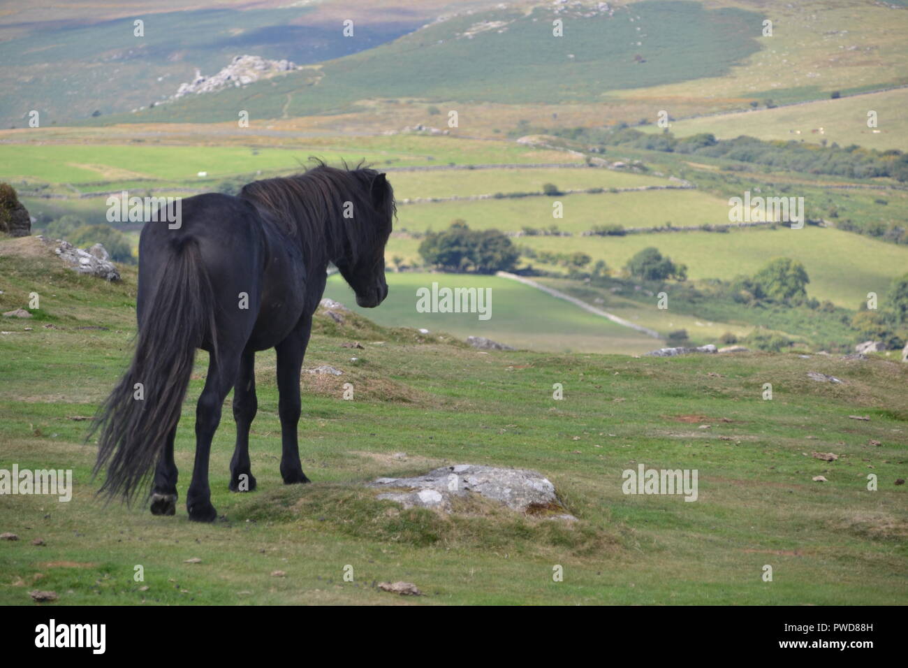 Wild Dartmoor ponies Stock Photo Alamy