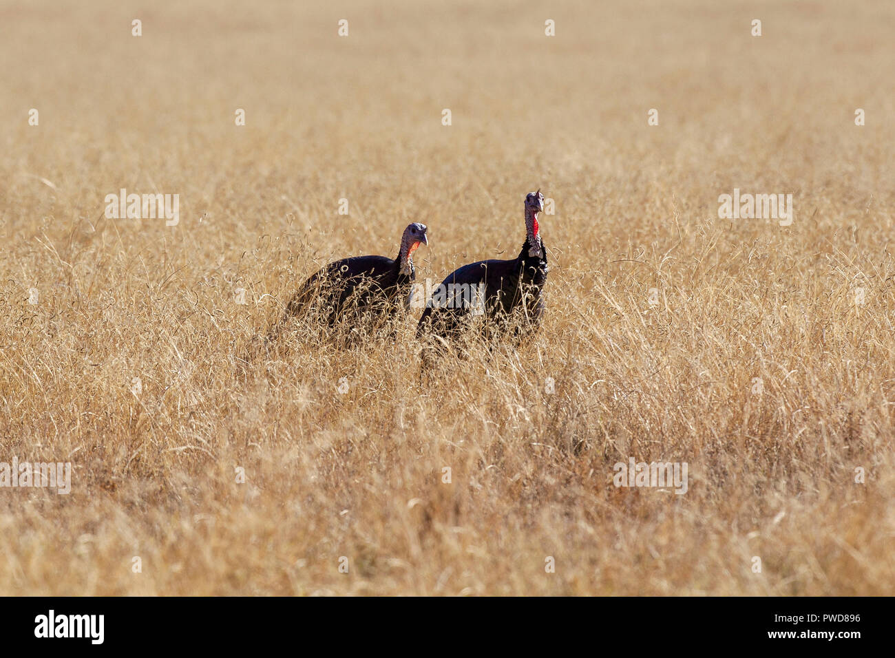 Wild turkeys in a field in the fall in Colorado. Stock Photo
