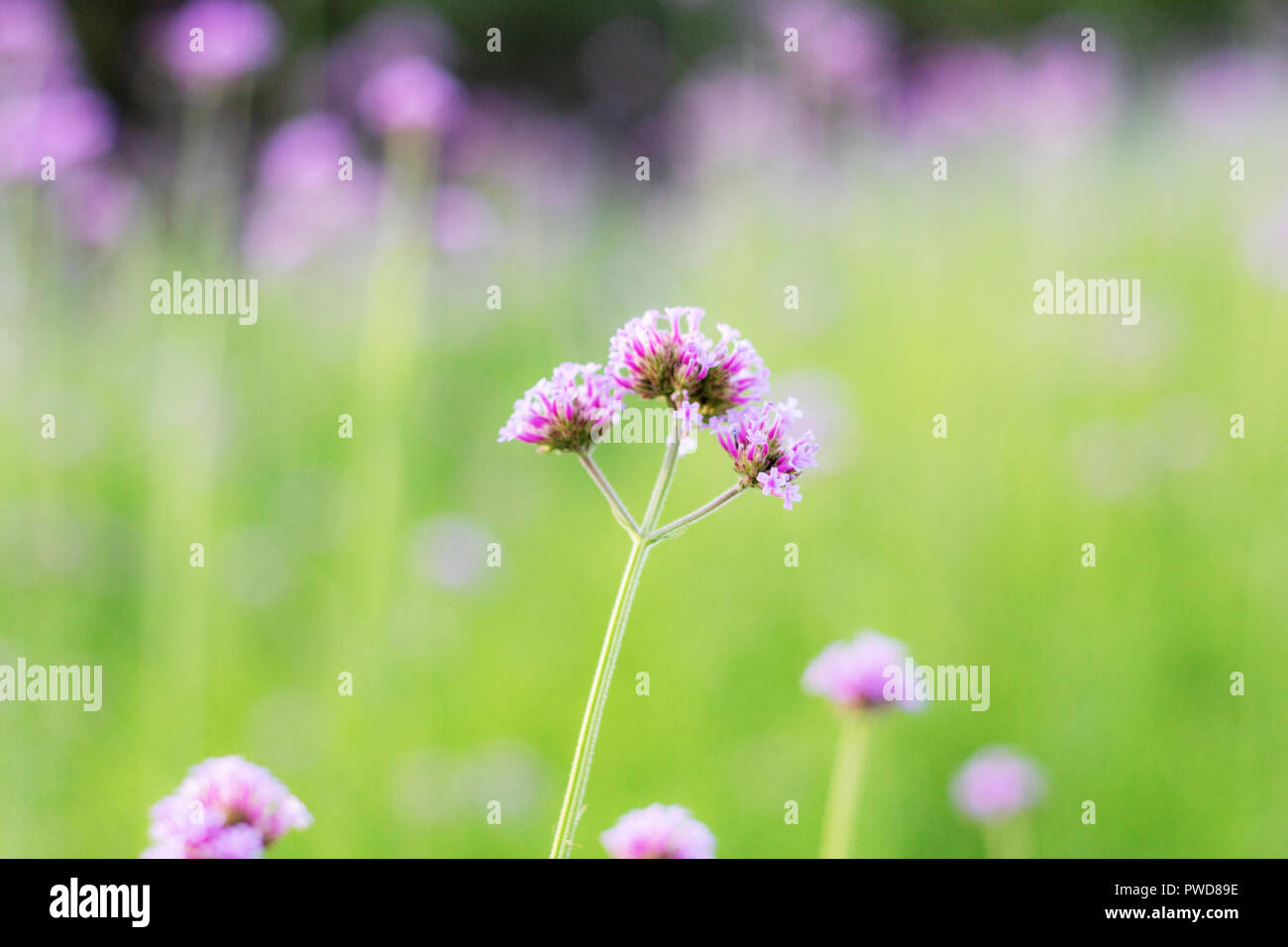 Verbena in winter with the sunrise on field Stock Photo Alamy