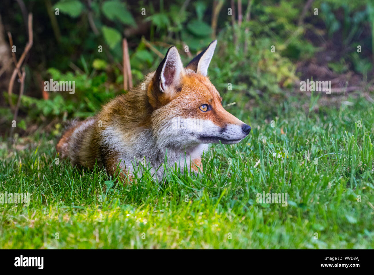 Red Fox on grass Stock Photo