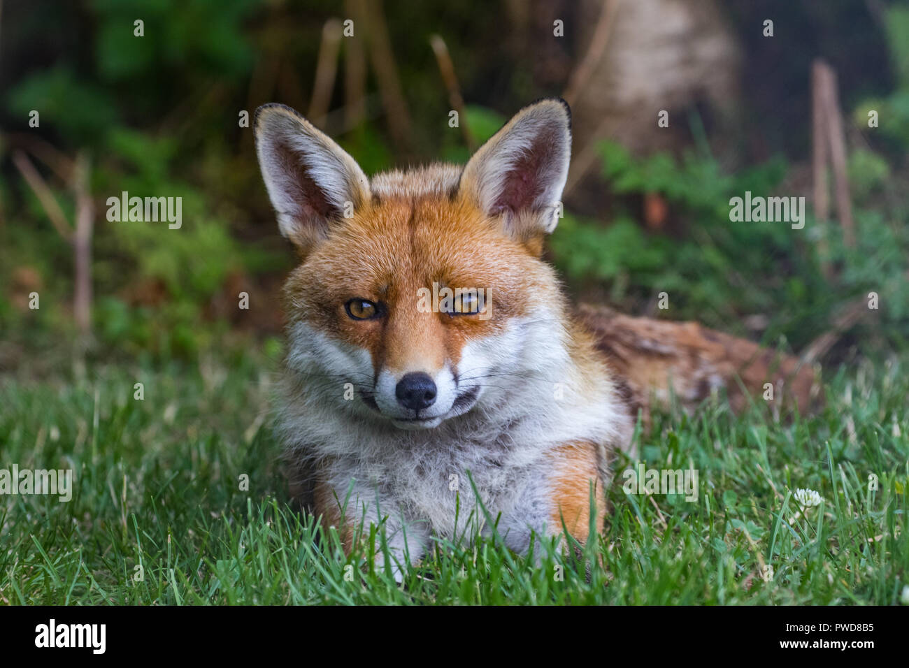 Red Fox on grass Stock Photo