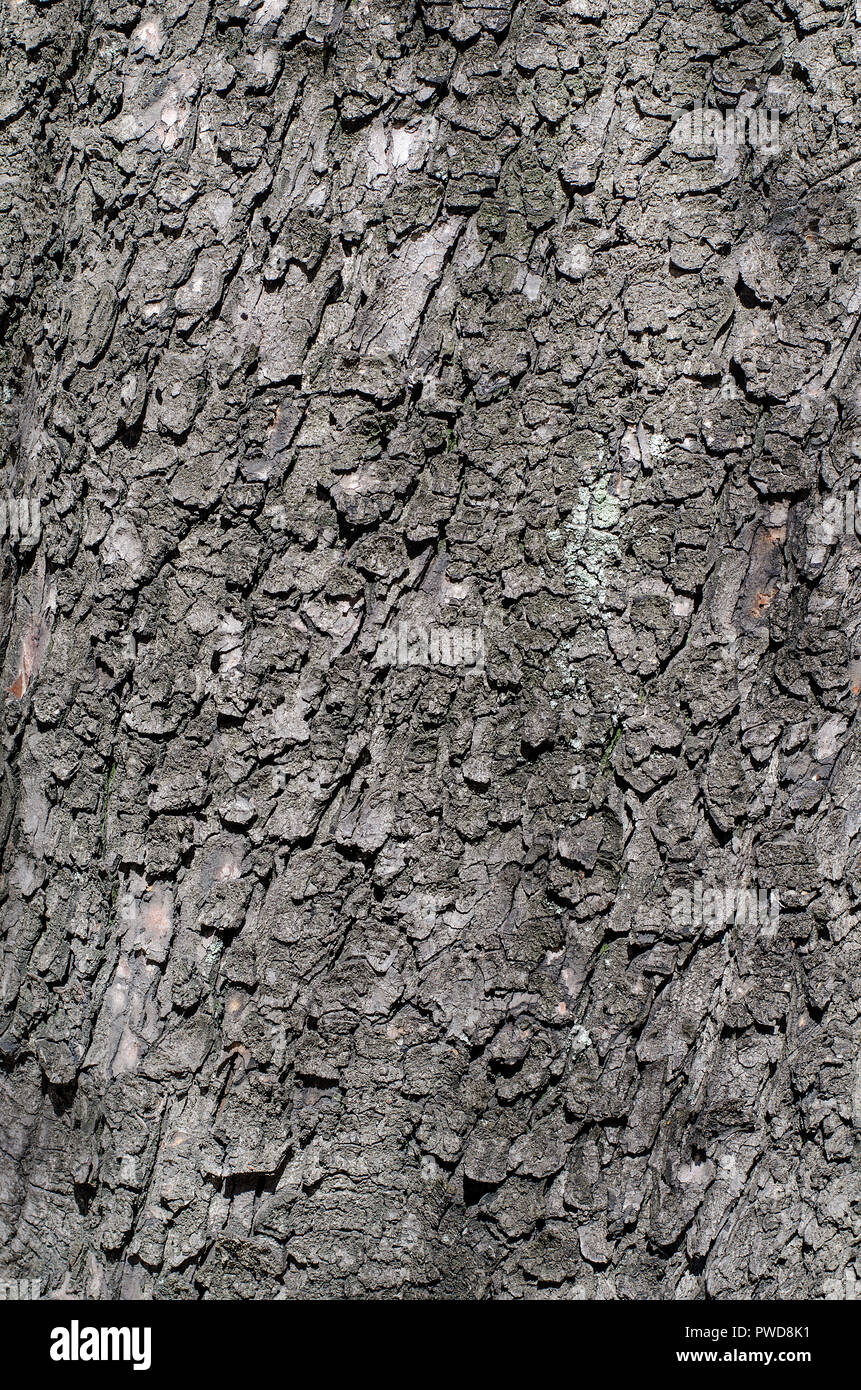 Dark brown bumpy bark. Old and rugged shell protect the core of chestnut tree. Stock Photo