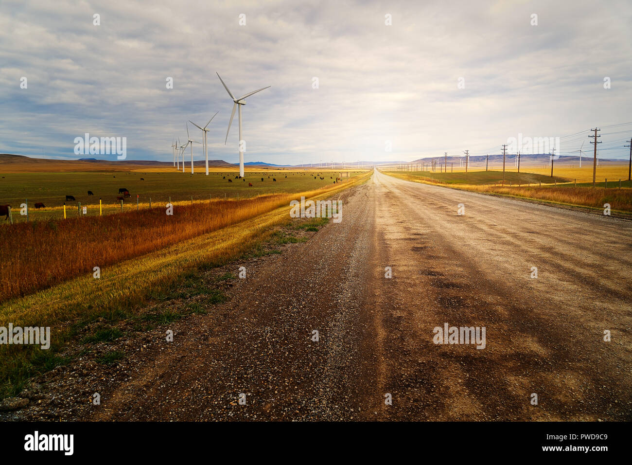 Cattle ranch southern alberta hi-res stock photography and images - Alamy
