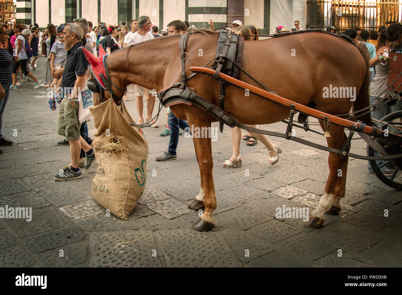 A horse with cart attached takes a break to eat from a feedbag while