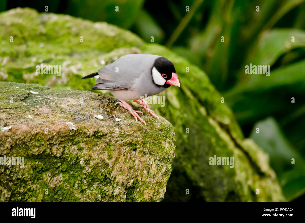the java sparrow is sitting on a large rock Stock Photo - Alamy