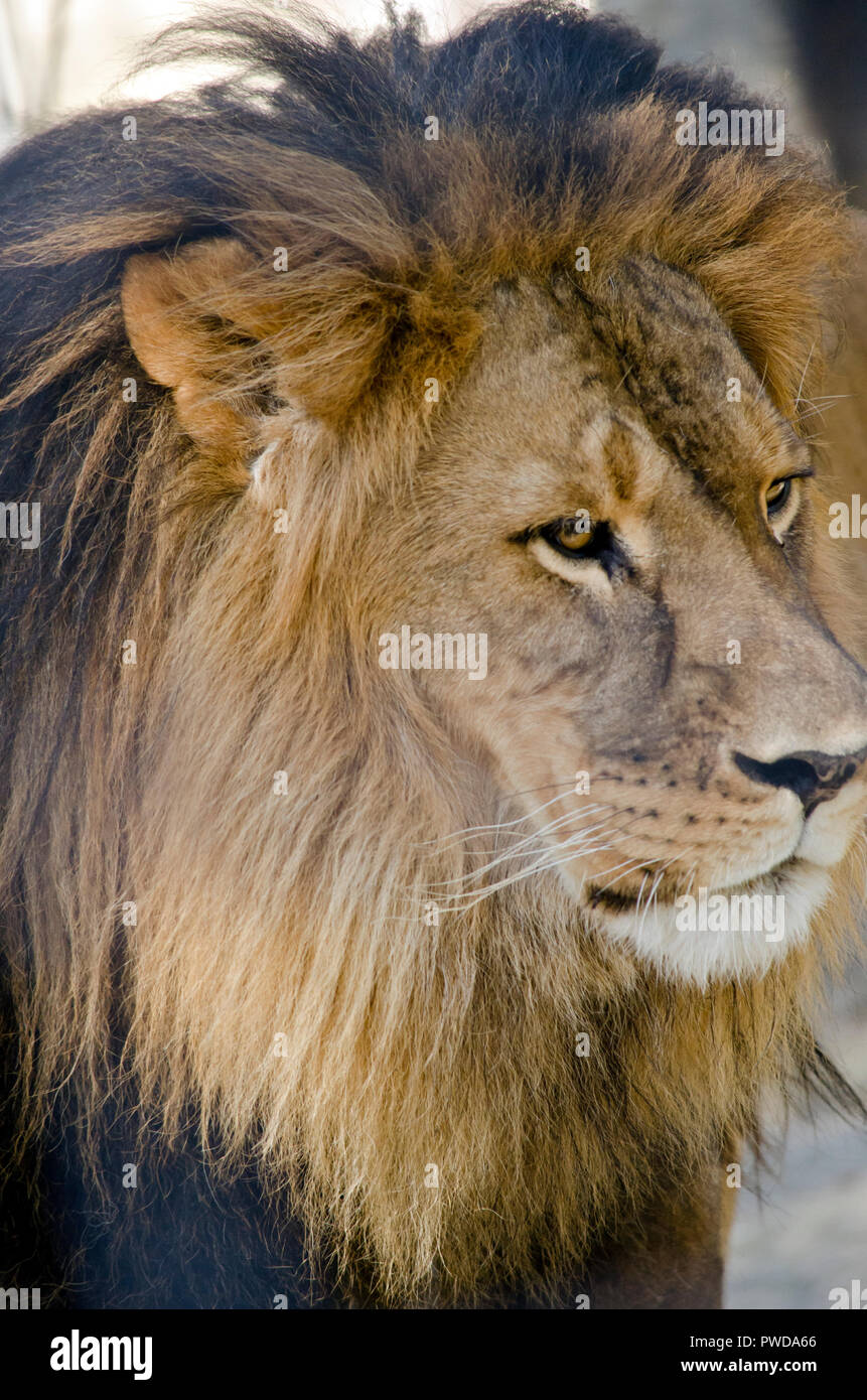 this is a close up of a lion king of jungle Stock Photo Alamy