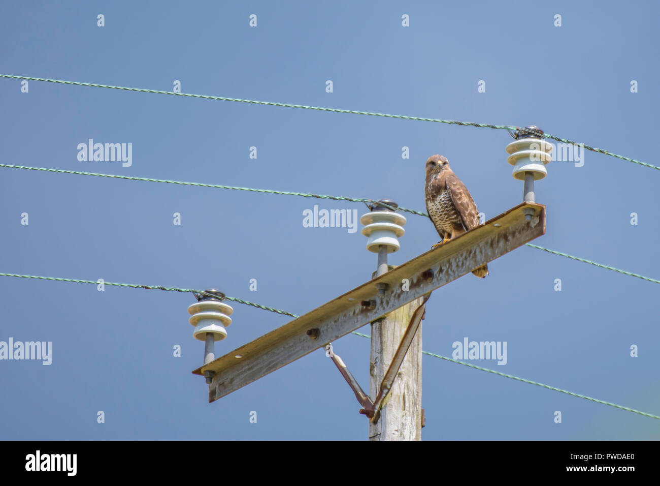 Overlapping human and wildlife habitats.Animal adaptation to changes in environment.Buzzard perching on electricity pylon using it as observation point Stock Photo