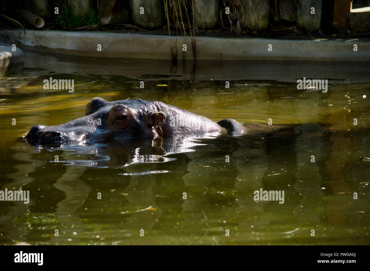 the hippopotamus is emerging from the water Stock Photo