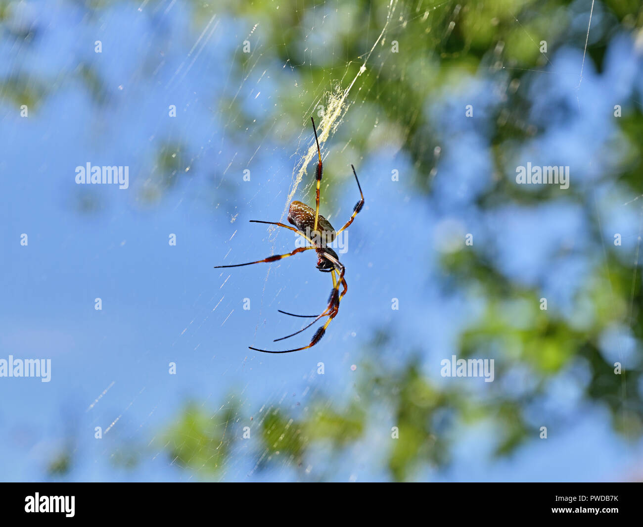 Nephila clavipes or golden silk spider waiting in its spider web in the woods or forest of Alabama, USA. Stock Photo