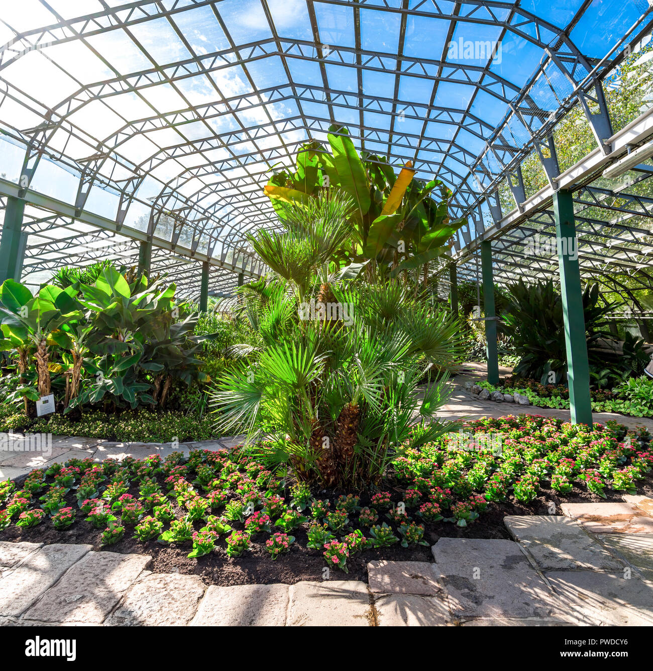 Plants inside of a main hall in David Welch Winter gardens, Duthie Park
