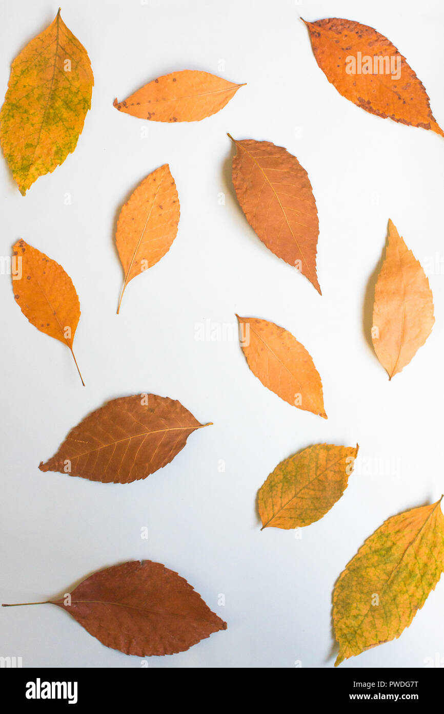 Autumn composition of autumn leaves on white background. Flat lay, top ...