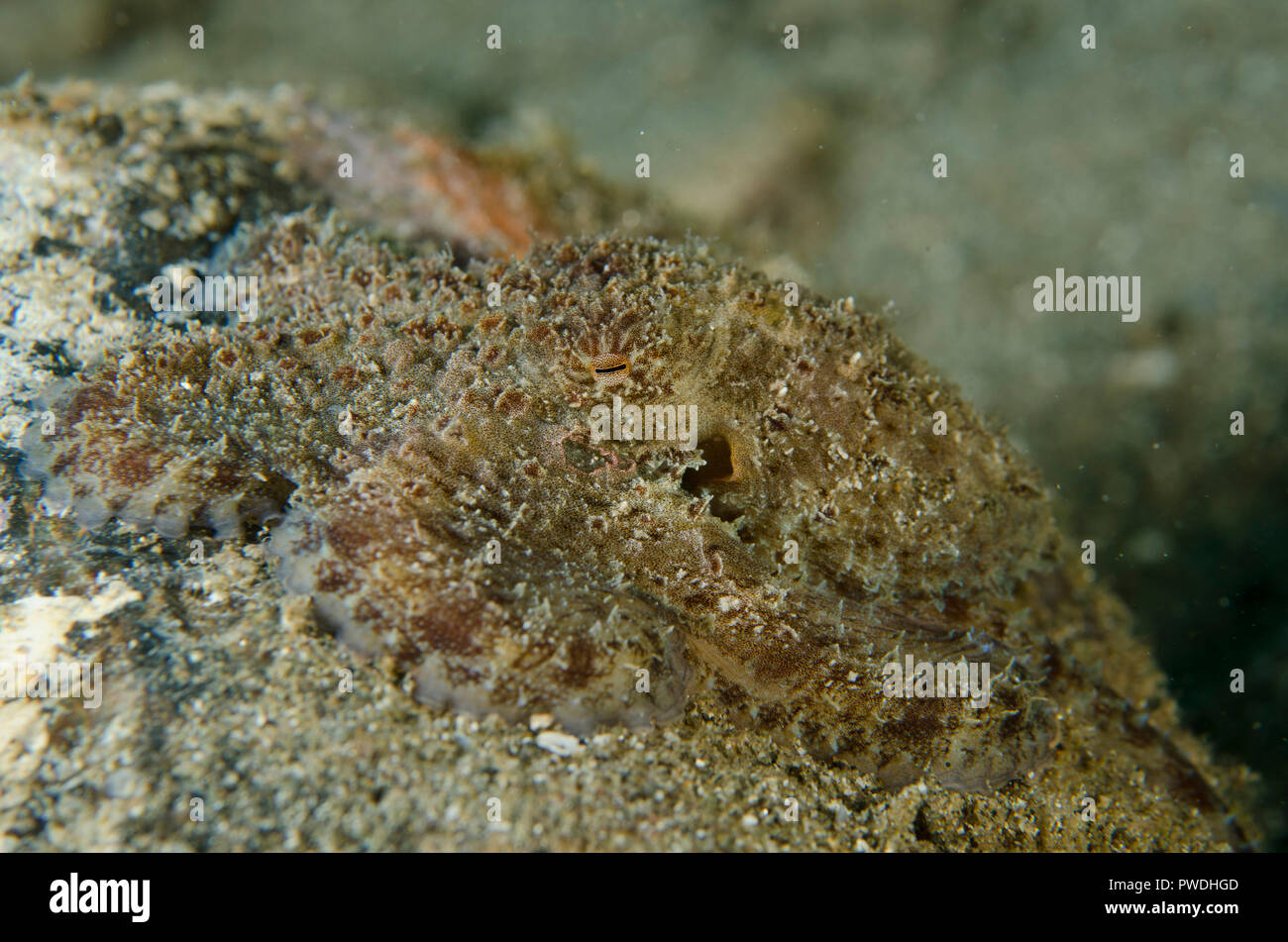 Mototi Octopus, Amphioctopus siamensis, Pantai Nama dive site, Ambon, Maluku, Banda Sea, Indonesia Stock Photo