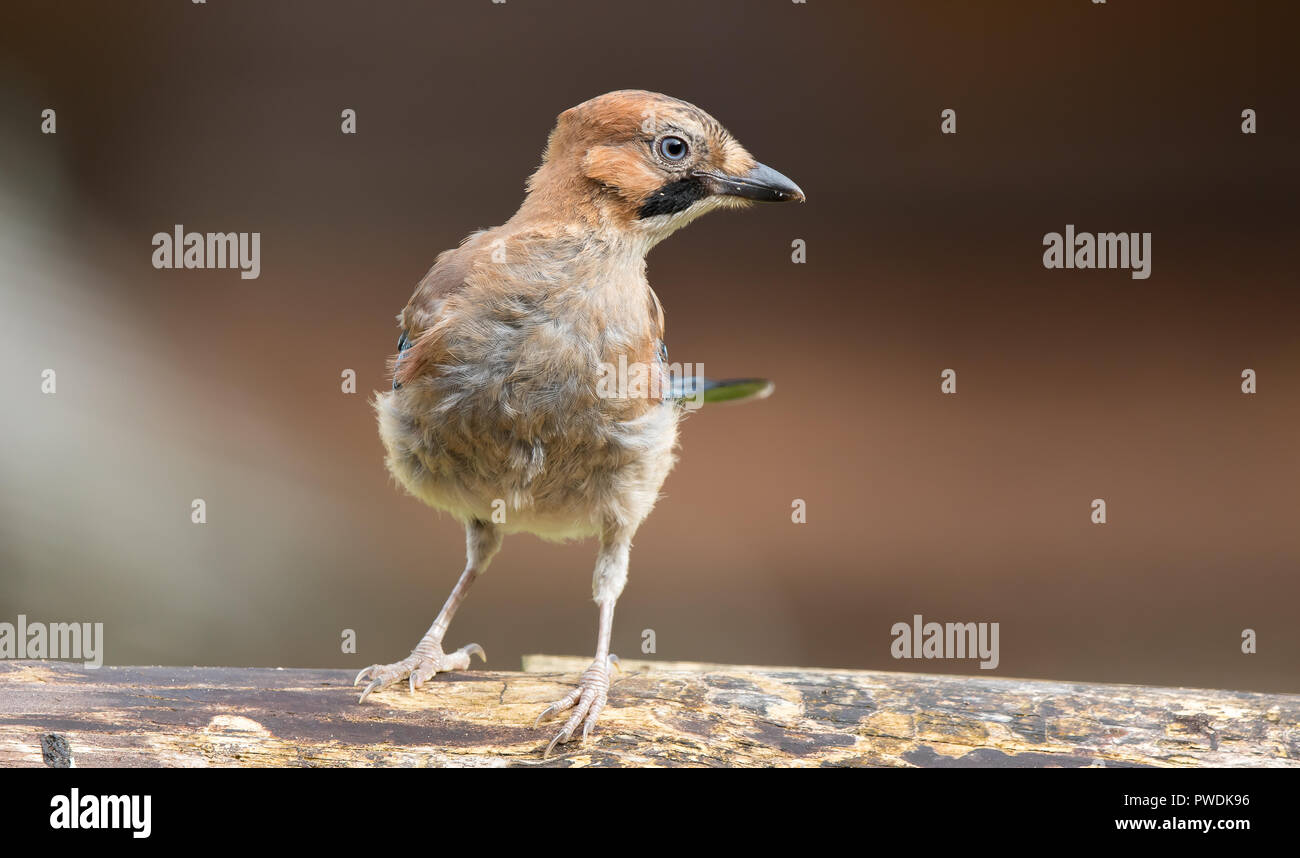 Detailed close-up, front view of wild, juvenile UK jay (Garrulus glandarius) perched on peeling log, body facing forward, head turned looking right Stock Photo