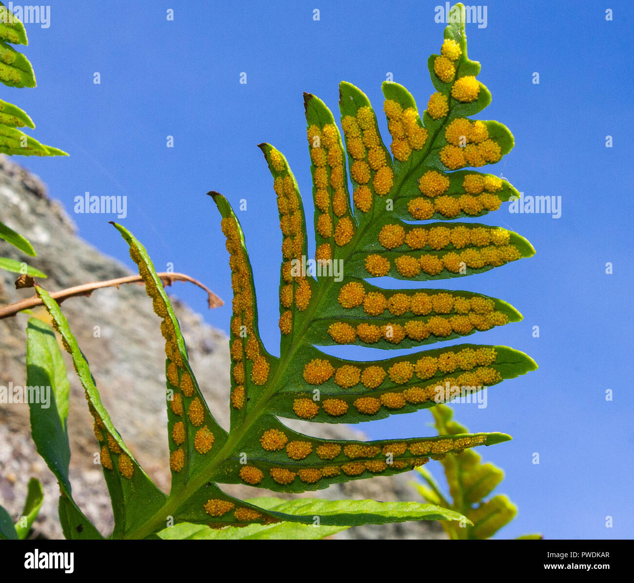 close up of fern spores on the underside of a fern leaf Polypodium cambricum, Welsh polypody Stock Photo