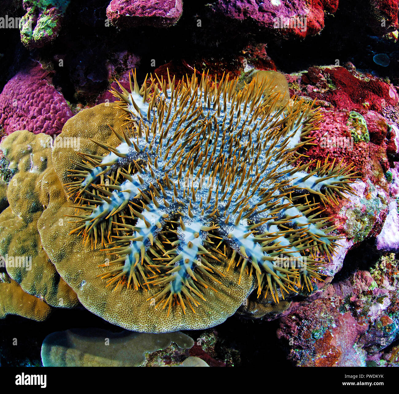 Crown-of-thorns starfish (Acanthaster planci) feeds on live coral, Yap island, Micronesia Stock Photo