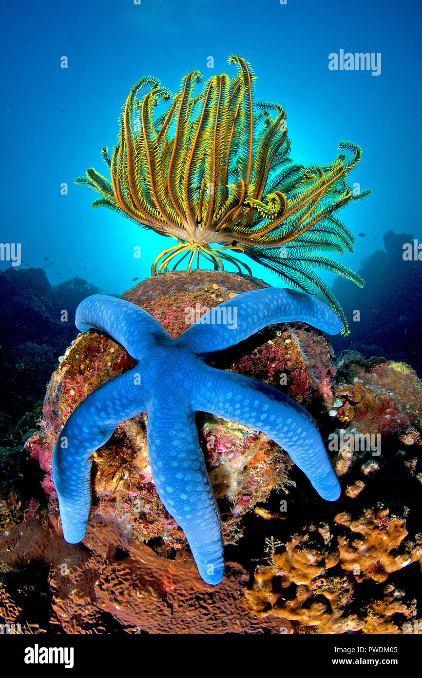 Blue Sea star (Linckia laevigata) and a yellow feather star (Crinoidea) on a coral block, Negros, Philippines Stock Photo