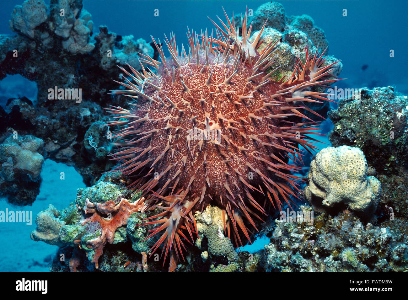 Crown-of-thorns starfish (Acanthaster planci) feeds on live coral, Hurghada, Egypt Stock Photo