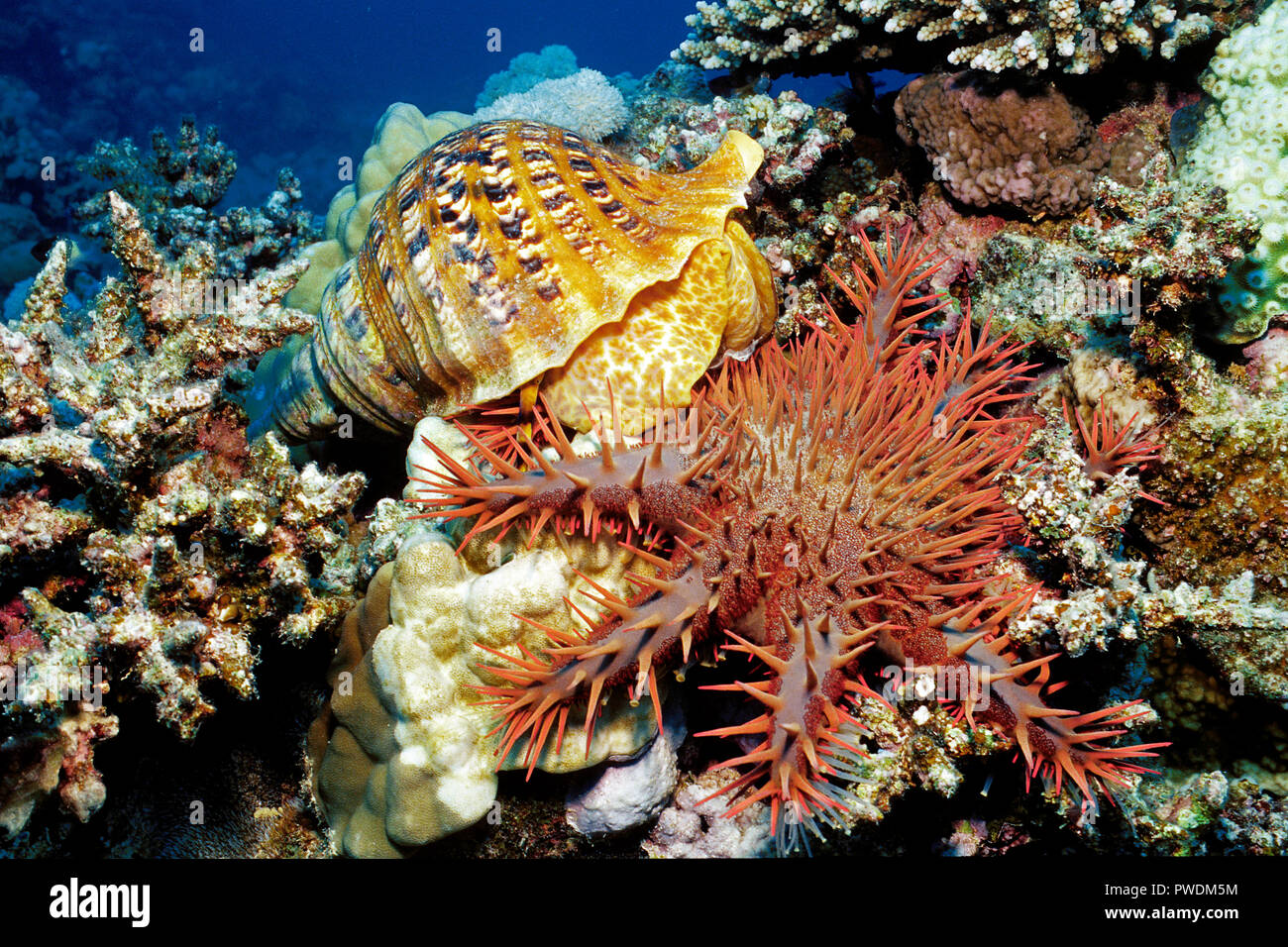 Trition trumpet (Charonia tritonis), feeds on crown of thorns sea star (Acanthaster planci), Hurghada, Egypt, Red sea Stock Photo