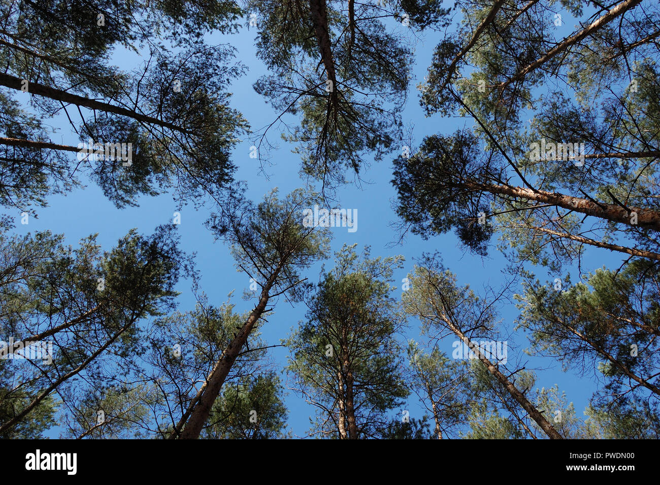 Vertices pine hi-res stock photography and images - Alamy