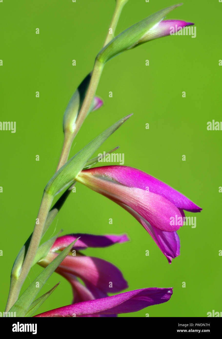 wild gladiolus close-up Stock Photo