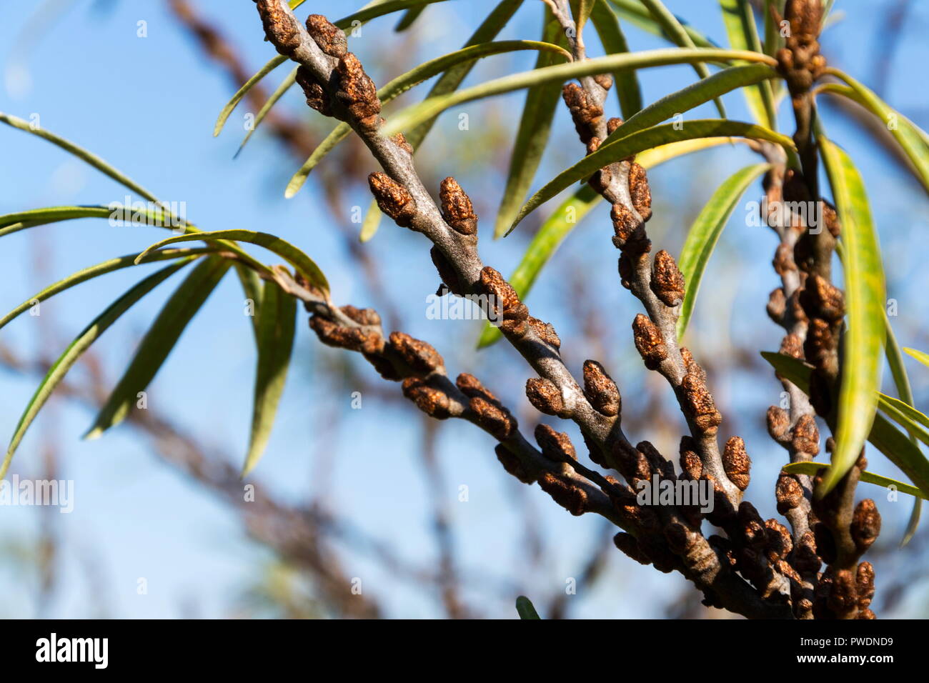 Hippophae rhamnoides male plants detail with female fruit berries in background, common sea buckthorn shrub Stock Photo