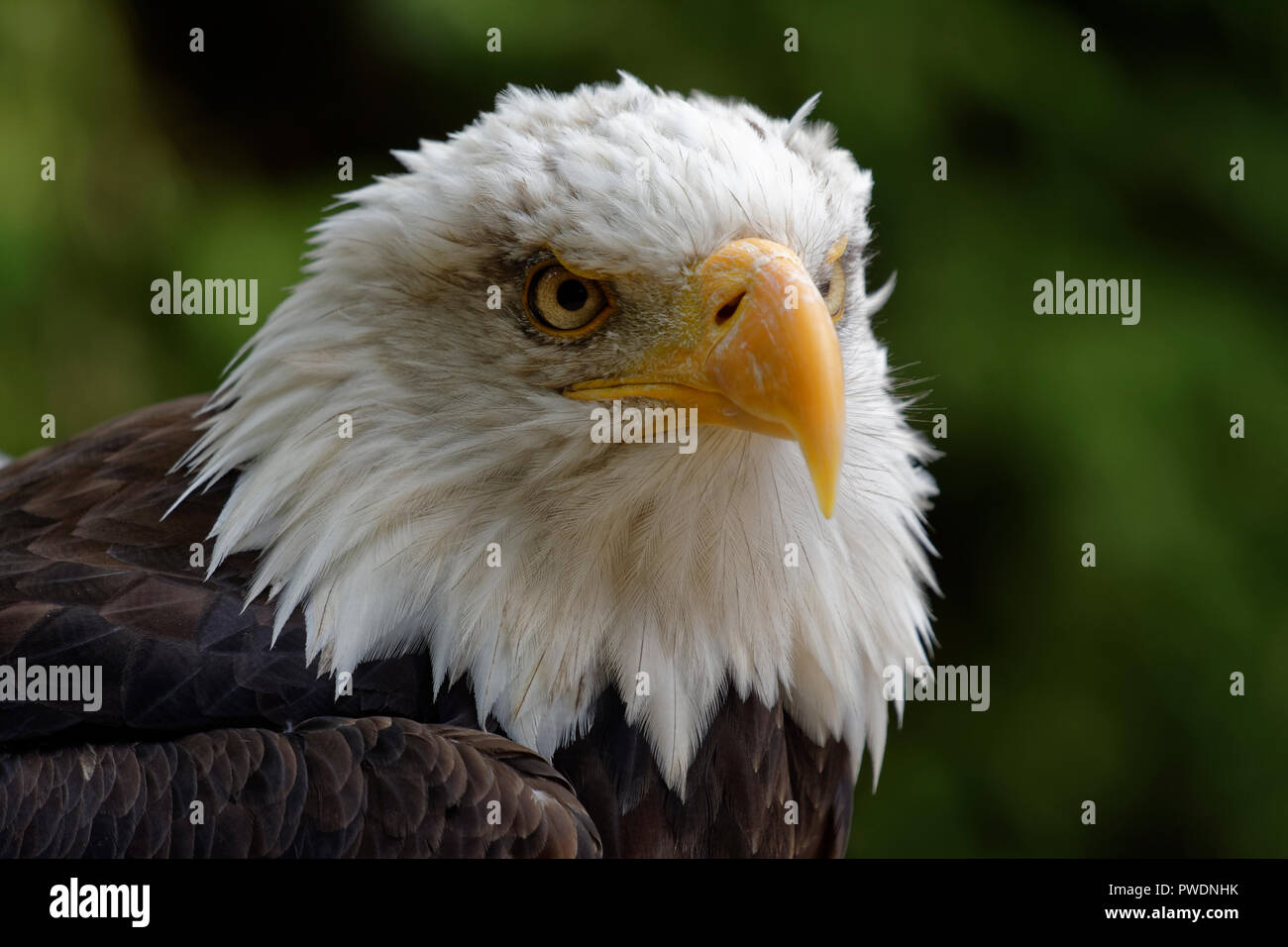 A North American Bald Eagle called Orion that lives at the Hawk Conservancy Trust a specialist bird of prey  conservation centre near Andover in So Stock Photo