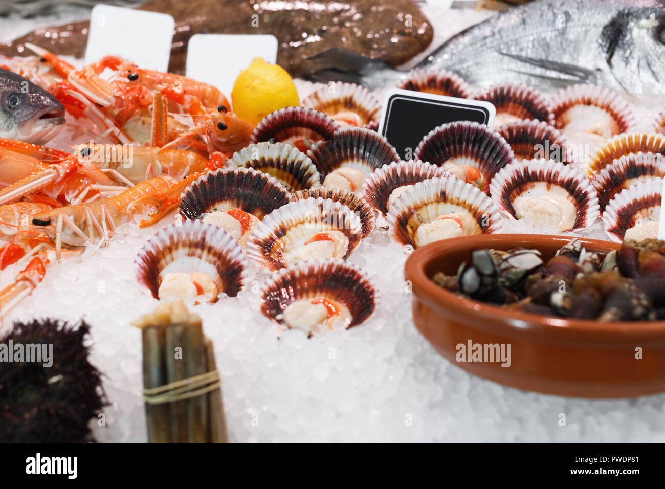 Picture of showcase with diversity of fresh marine products in fish