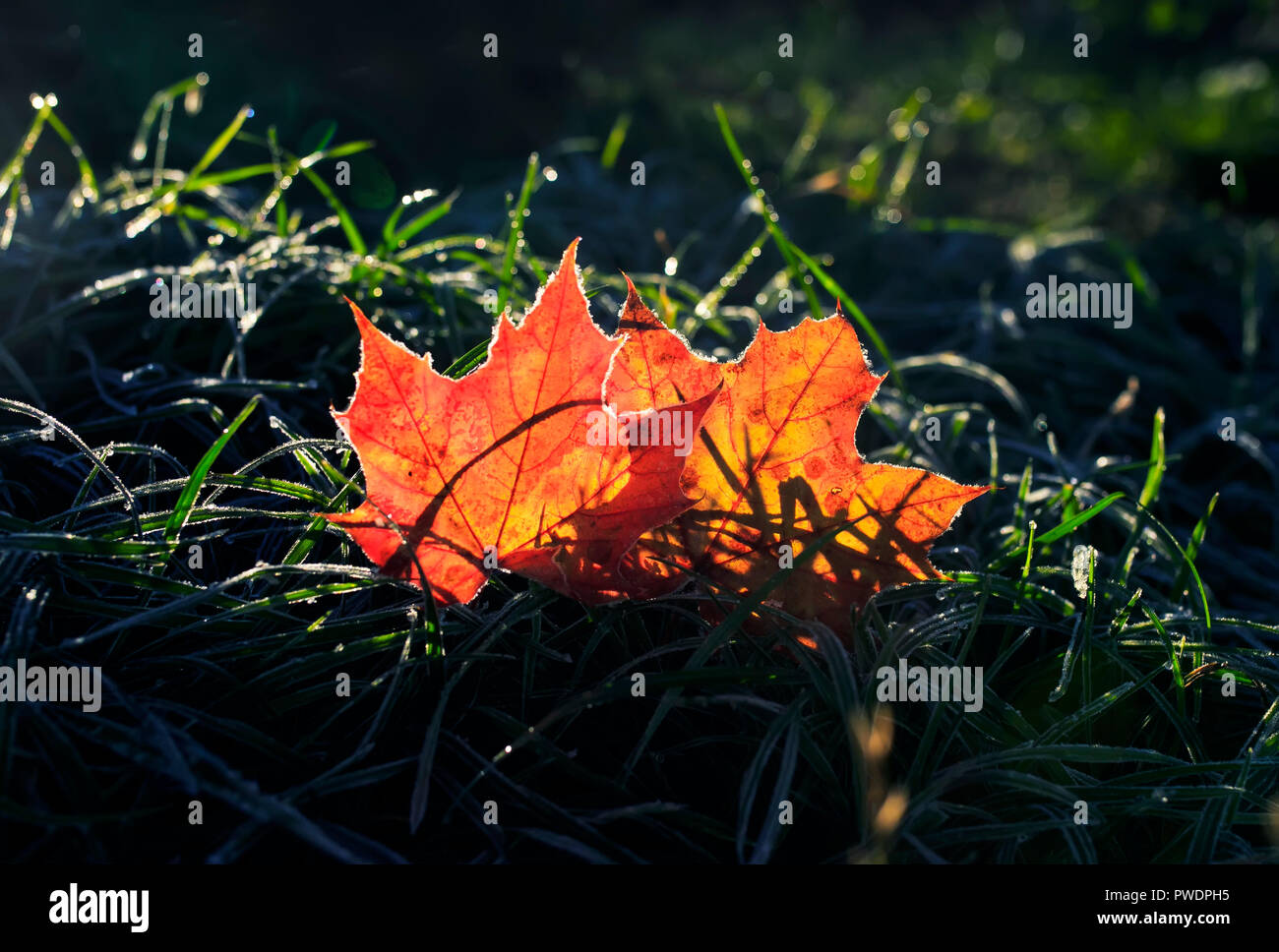 Two beautiful maple leaves hi-res stock photography and images - Alamy