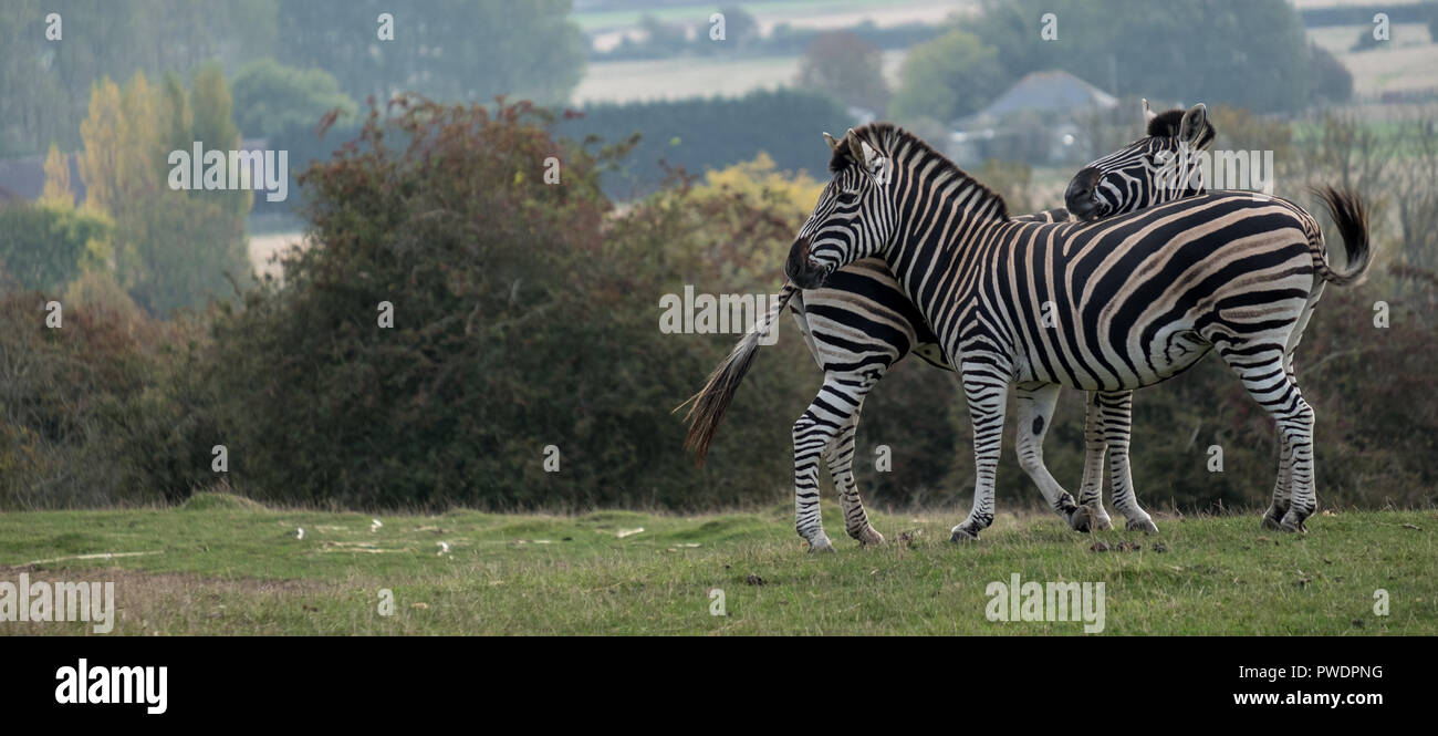 Port lympne wild animal park zebras hires stock photography and images Alamy