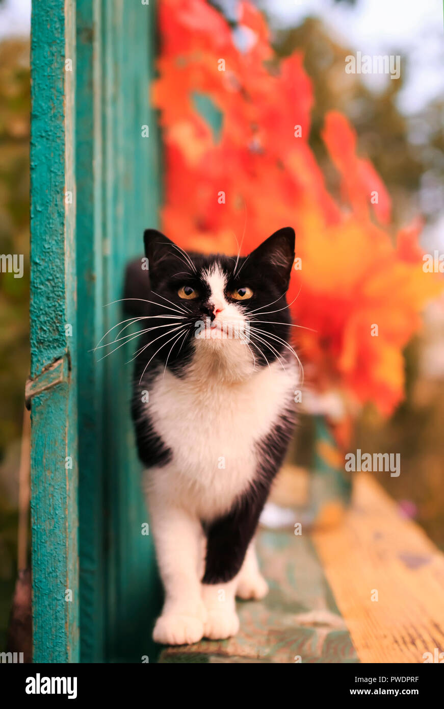 funny beautiful cat in autumn Park stands on benches among leaves and ...