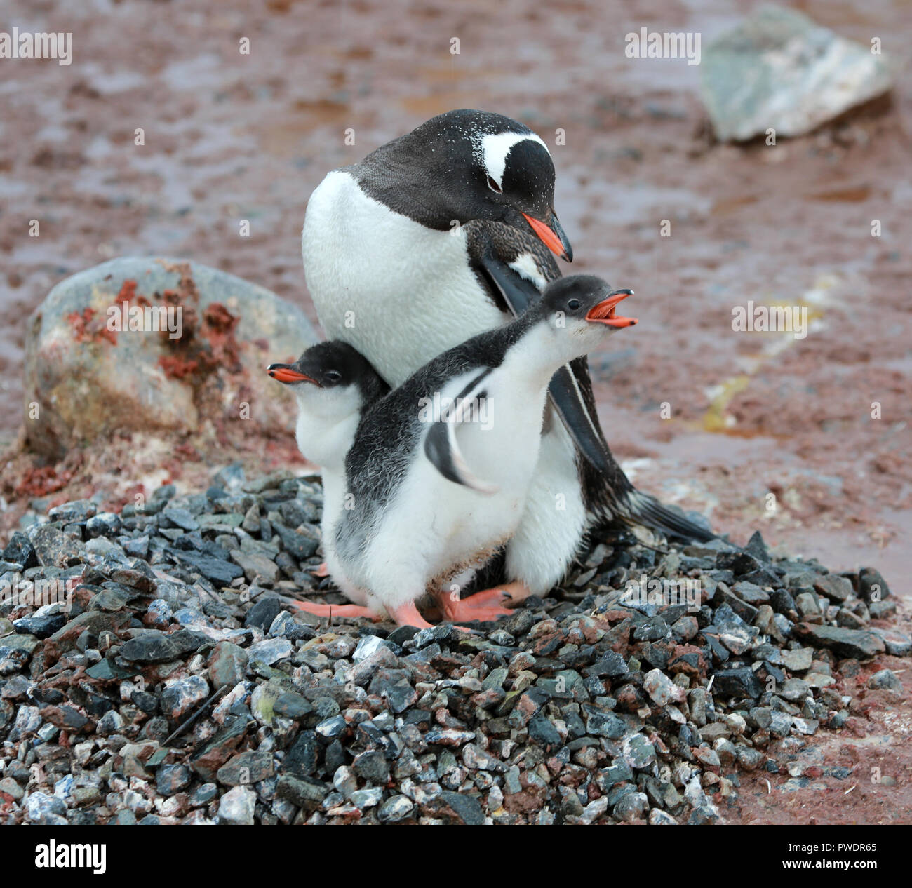 Penguin nest hi-res stock photography and images - Alamy
