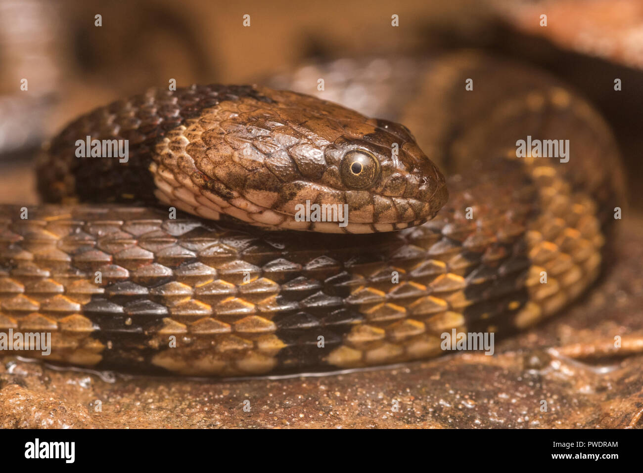 The brown banded water snake (Helicops angulatus) is a mildly venomous species from South America, this one was seen in Madre de Dios, Peru. Stock Photo