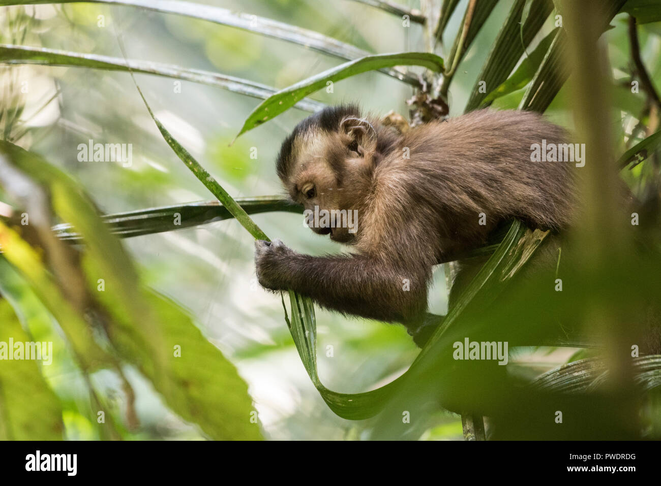 A young brown capuchin in the trees looking for food. Photographed in Madre de Dios Department, Peru. Stock Photo