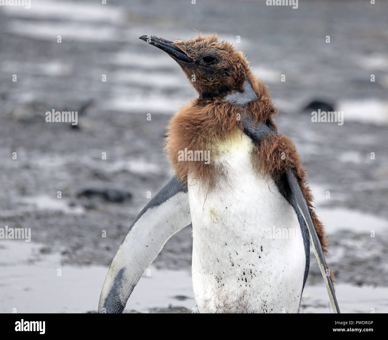 closeup young King Penguin molting from brown to adult plumage Stock Photo