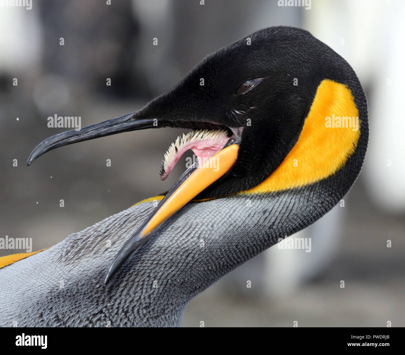 19,400+ Penguin Beak Stock Photos, Pictures & Royalty-Free Images