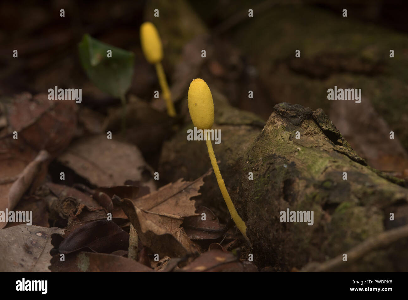 Small Bright Yellow Mushrooms Growing On The Forest Floor In The