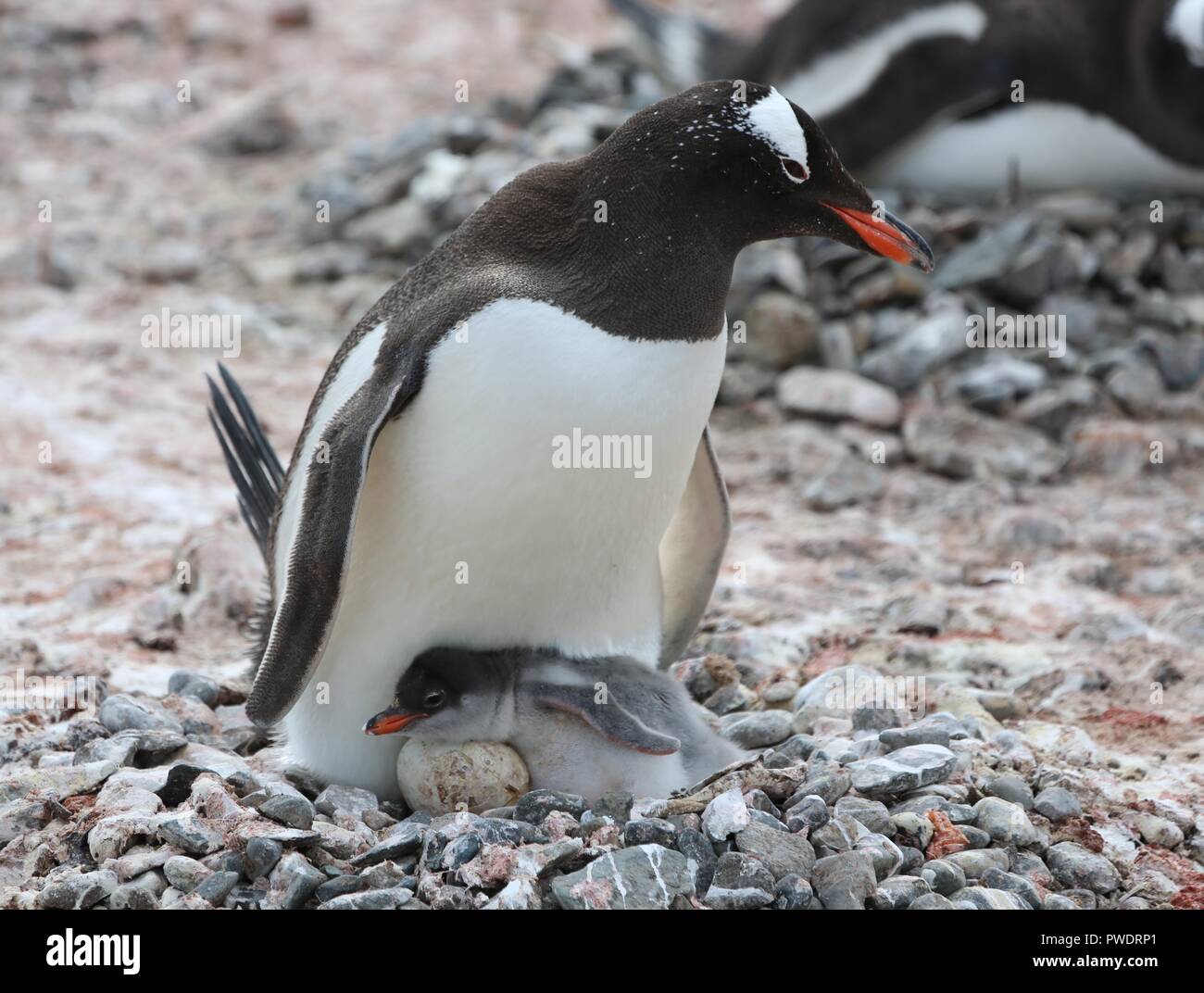 Gentoo penguin with egg and newly hatched chick Stock Photo