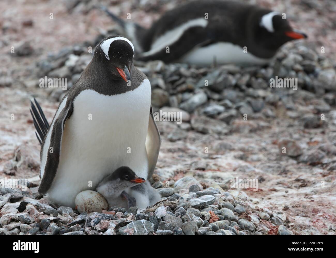 Gentoo penguin with egg and newly hatched chick Stock Photo