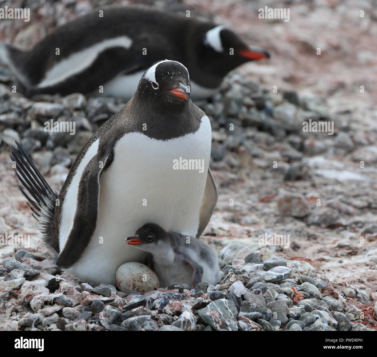 Gentoo penguin with egg and newly hatched chick Stock Photo