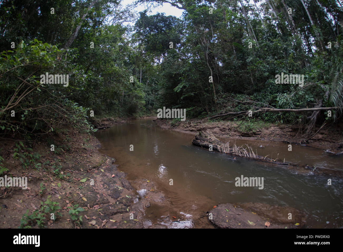 Forest stream flowing through hi-res stock photography and images - Alamy