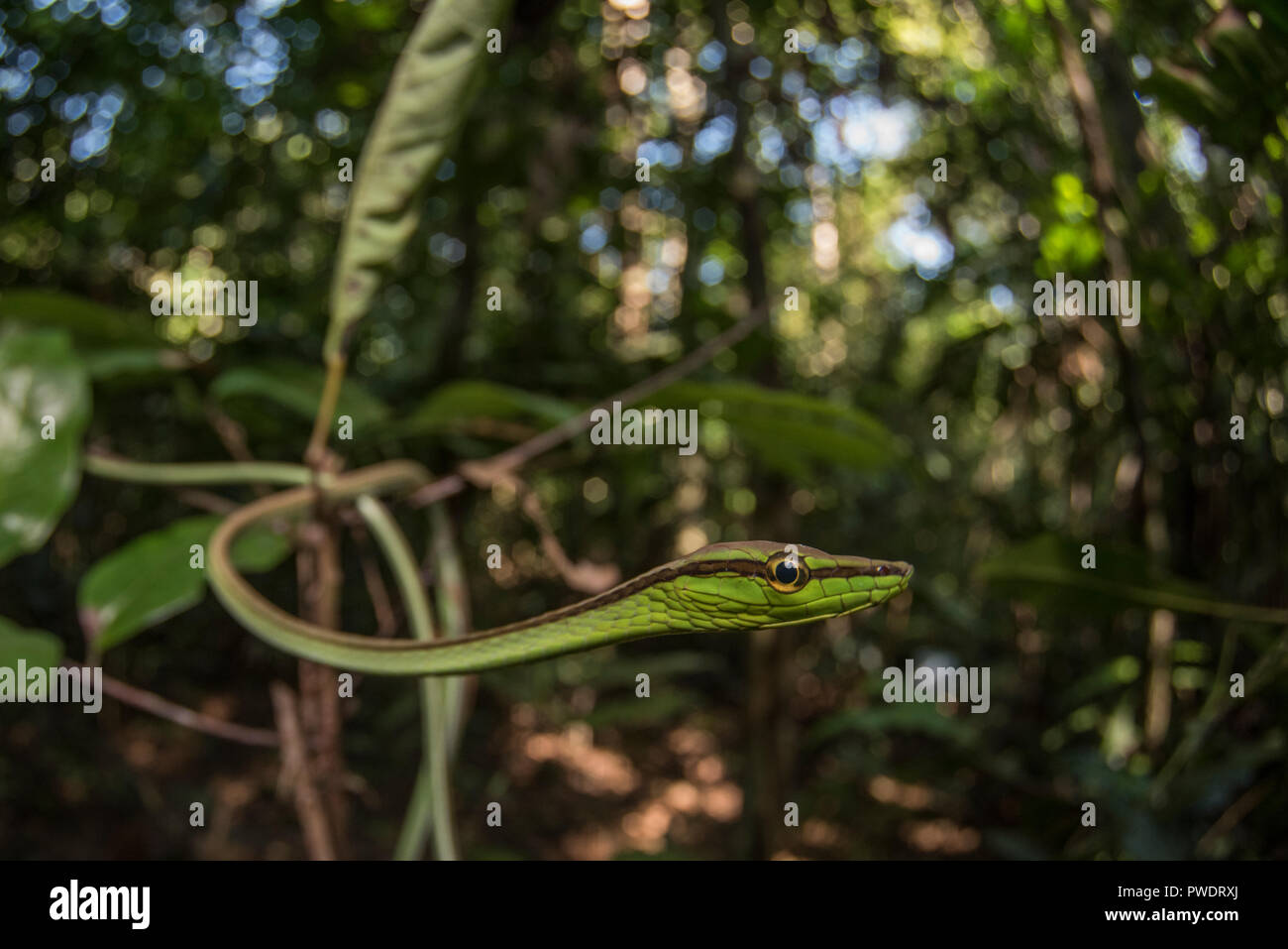 A vine snake (Xenoxybelis argenteus) is well concealed among the branches and vegetation it calls home in the Peruvian jungle. Stock Photo