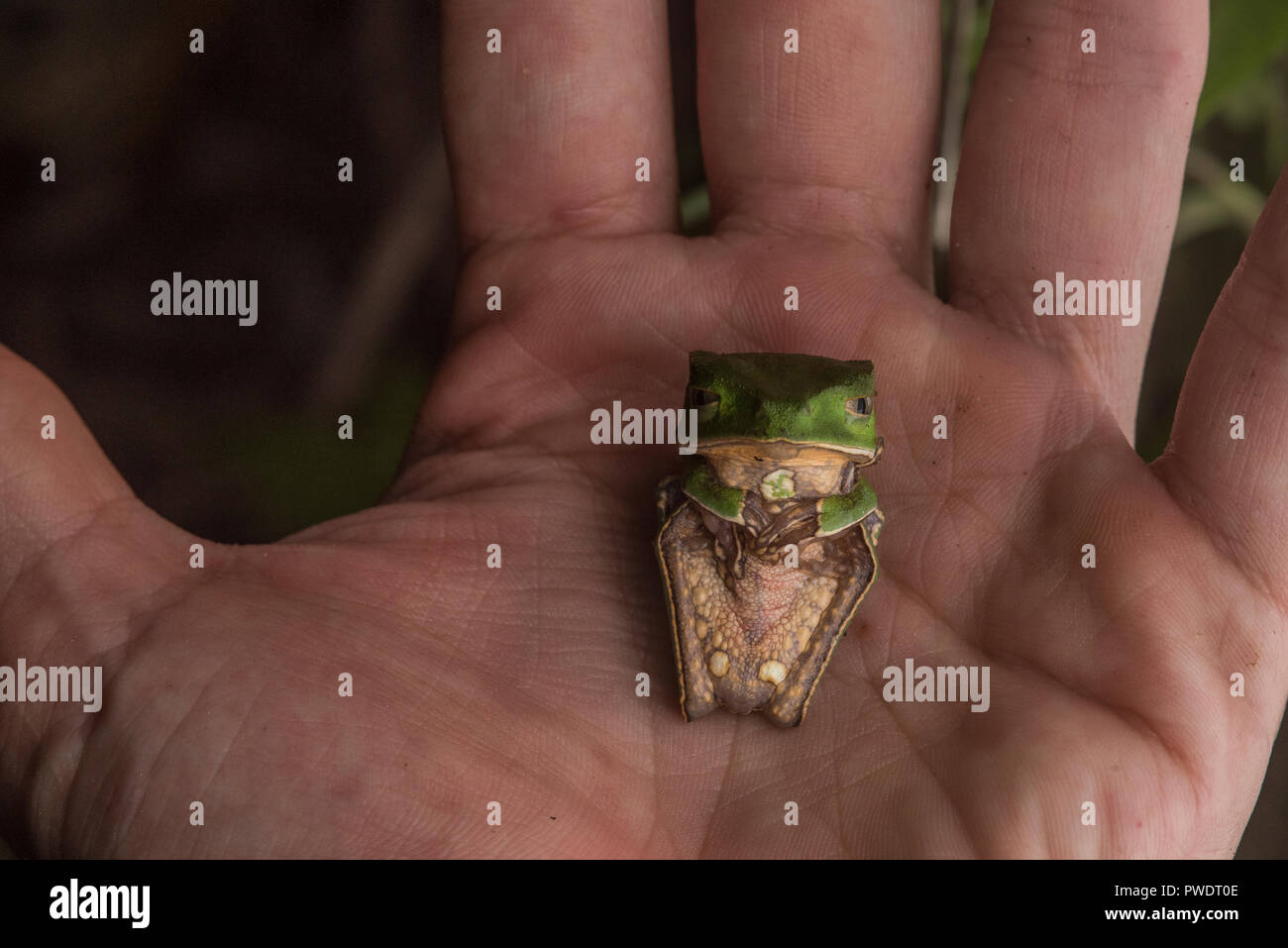 white-lined leaf frog (Phyllomedusa vaillantii) in my palm demonstrating its anti predator behavior where the frog huddles down. Stock Photo