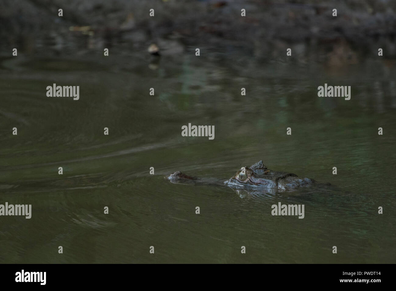 A spectacled caiman (Caiman crocodilus) surfaces for a breath of air before vanishing back underneath the muddy water in the Peruvian jungle. Stock Photo