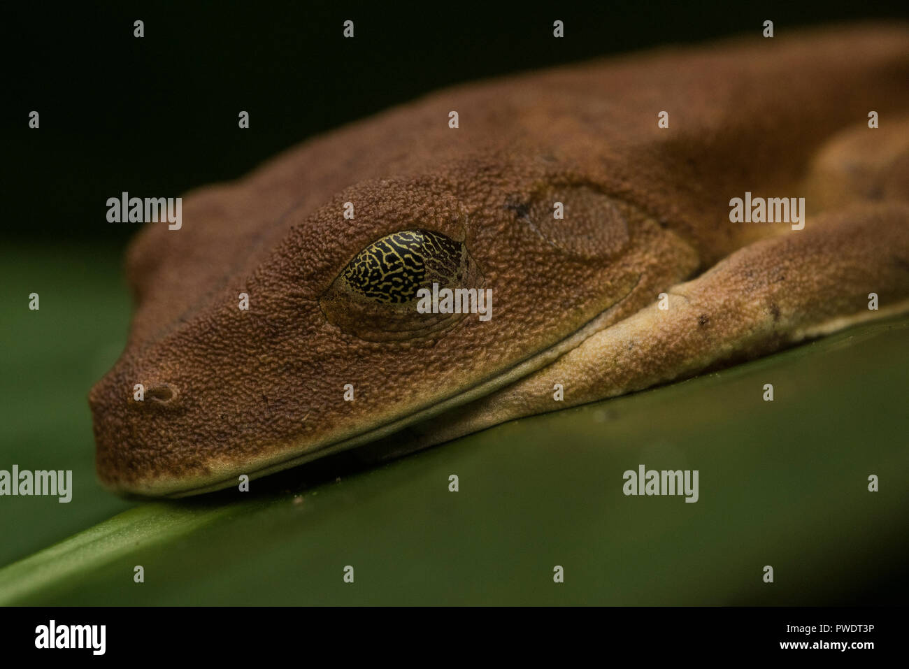 A map tree frog (Boana geographica) with its eyes closed, its 3rd eyelid or nictitating membrane covers its eye but allows it to still see threats. Stock Photo